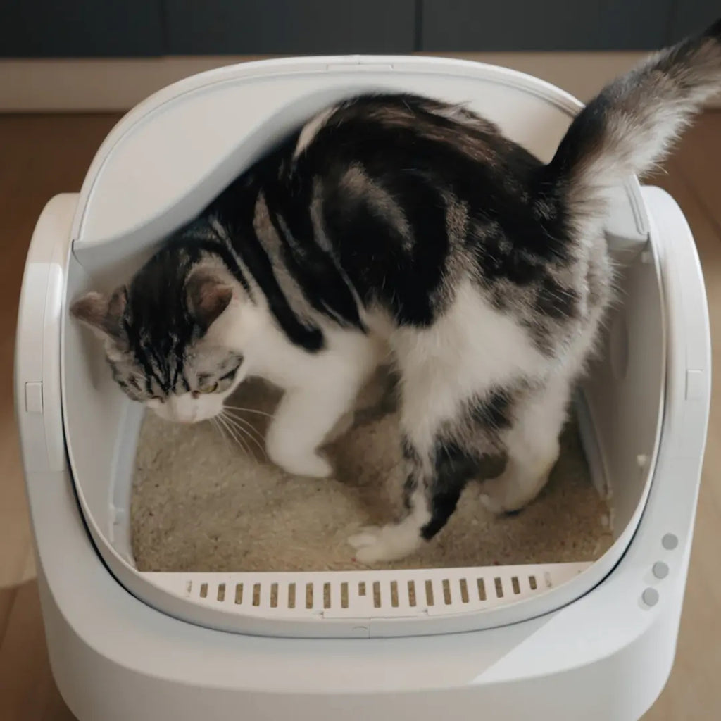 New Open Top Automatic Self Cleaning Litter Box for Multiple Cats